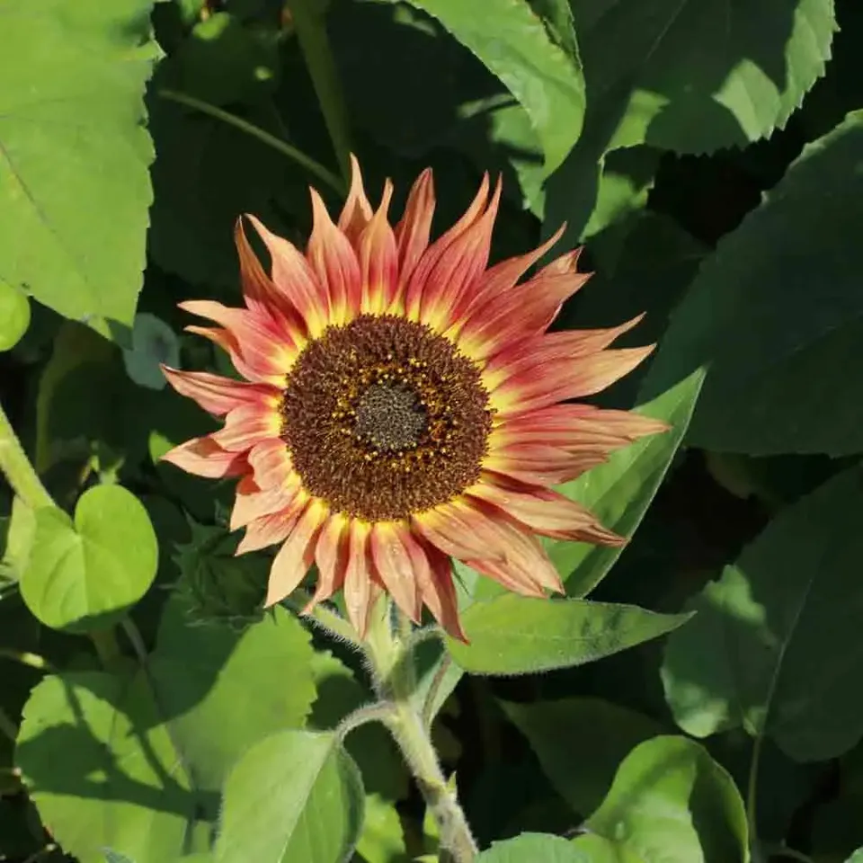 ferme-de-sainte-marthe-autumn-beauty-graine-de-tournesol-bio image 1