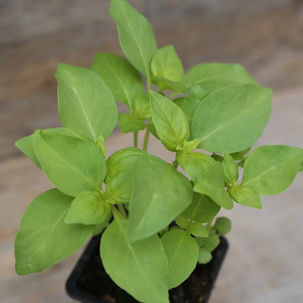 ferme-de-sainte-marthe-basilic-citron-plant-bio-parfum image 2