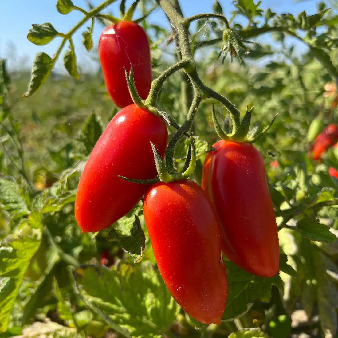 ferme-de-sainte-marthe-tomate-san-marzano-plant-bio-saison image 2