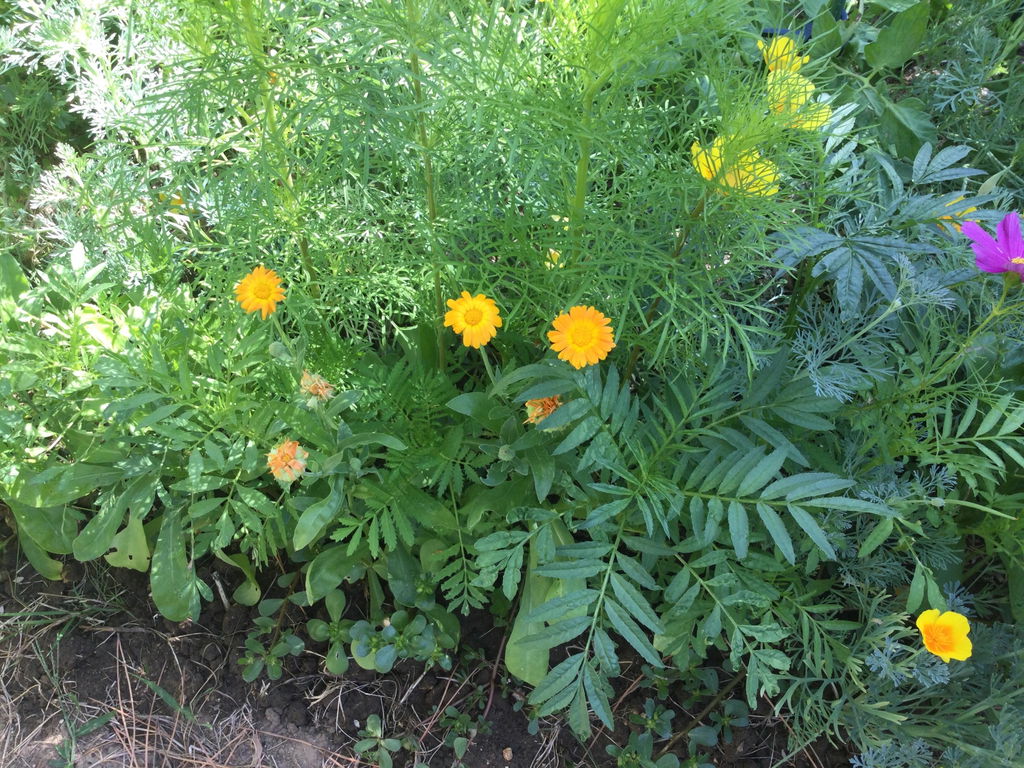 Fleurs vives