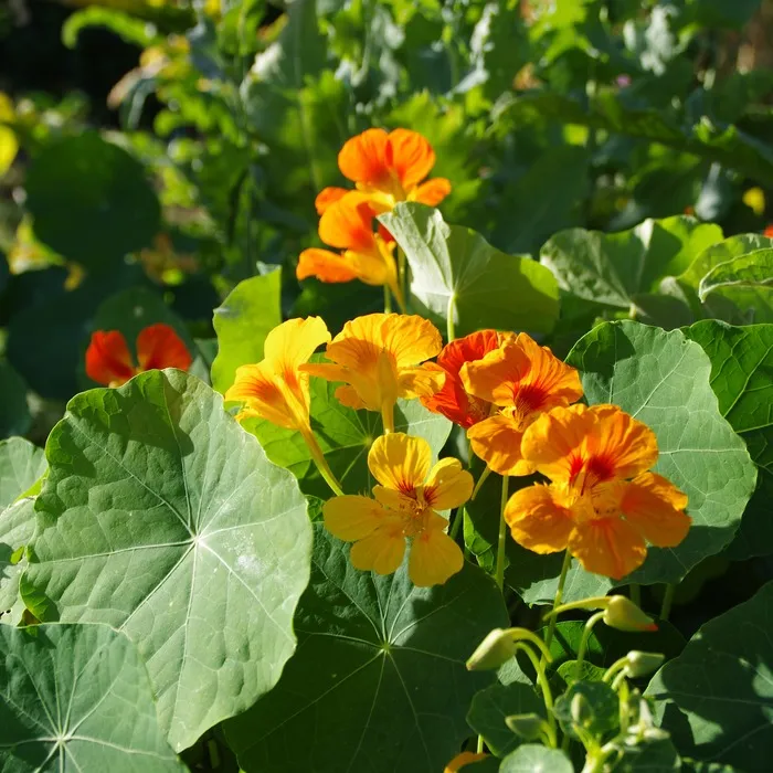 les-semences-de-l-ombelle-capucine-grimpante-graines-fleurs-bio image 1