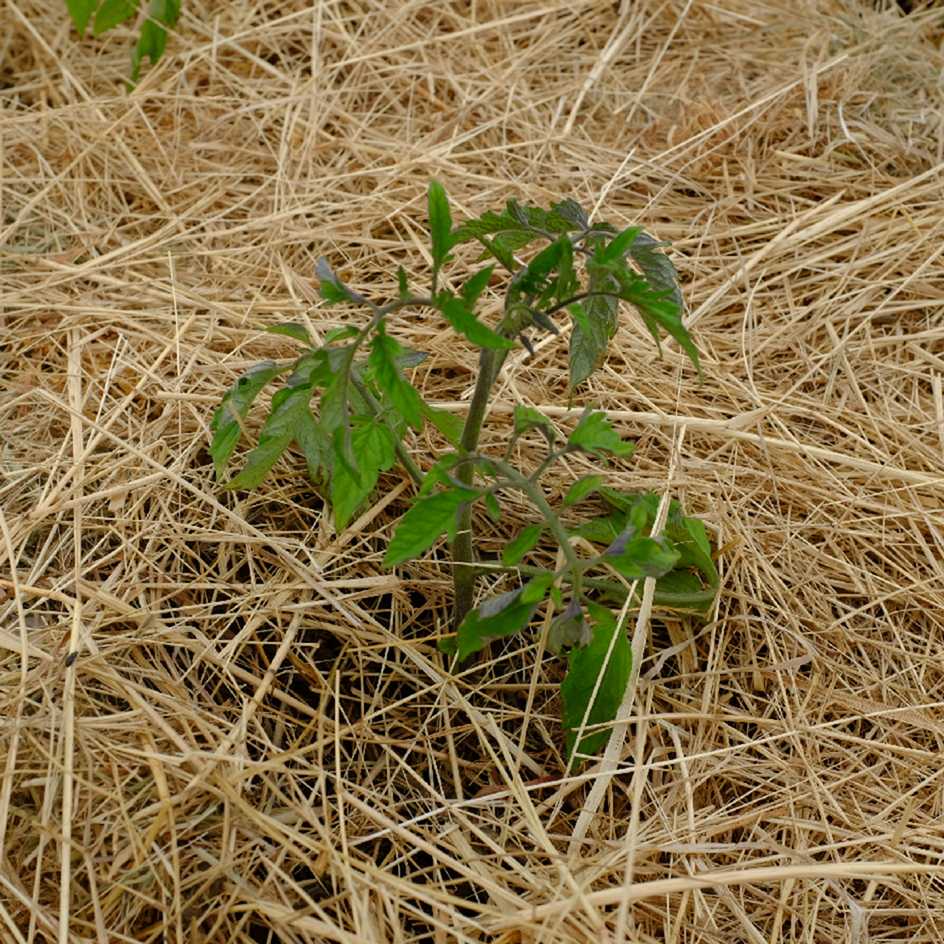 la-bo-te-graines-tomate-auriga-bio-graines-potag-res-orange-pr-coce image 4