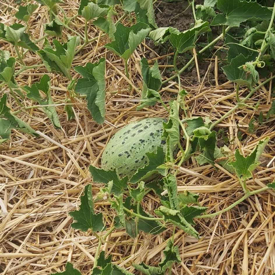 la-bo-te-graines-melon-sweet-freckles-graines-l-gumes-bio-sucr image 1