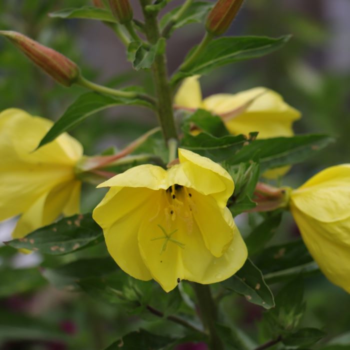 les-semences-de-l-ombelle-onagre-jaune-bio-graines-fleurs image 2