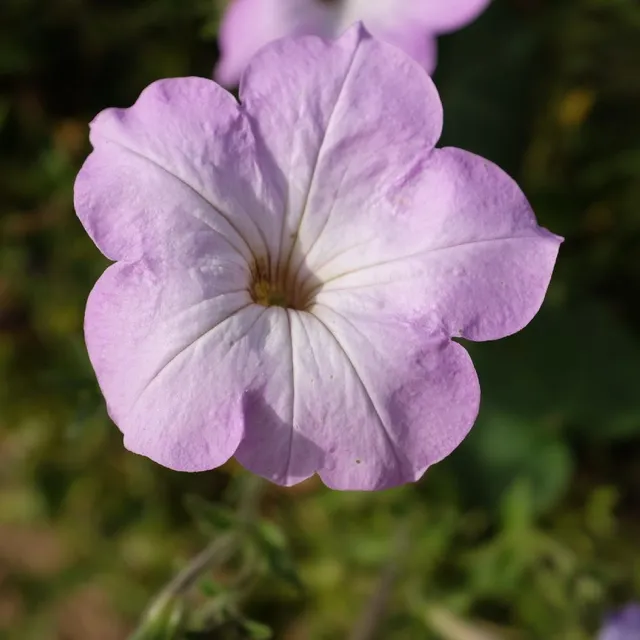 la-bo-te-graines-petunia-integrifolia-bio-graines-fleurs image 1
