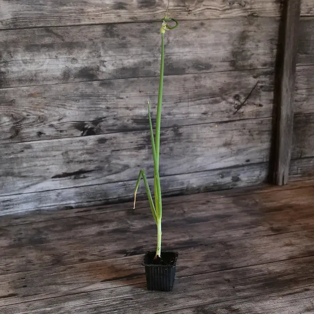 ferme-sainte-marthe-rocambole-plant-oignon-perp-tuel-bio image 1