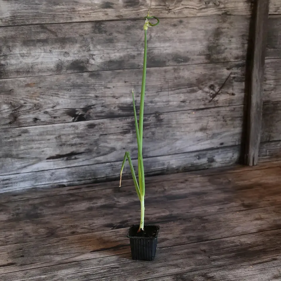 ferme-sainte-marthe-rocambole-plant-oignon-perp-tuel-bio image 1