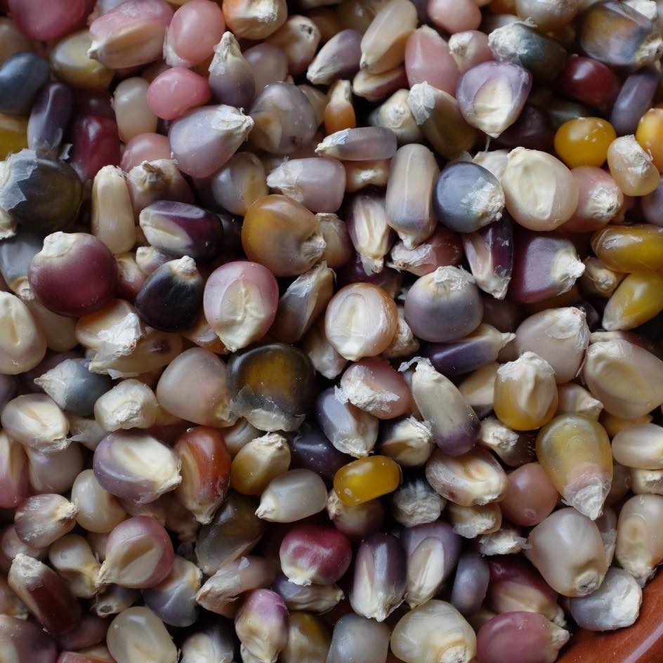 la-bo-te-graines-graines-l-gumes-ma-s-glass-gem-bio image 2