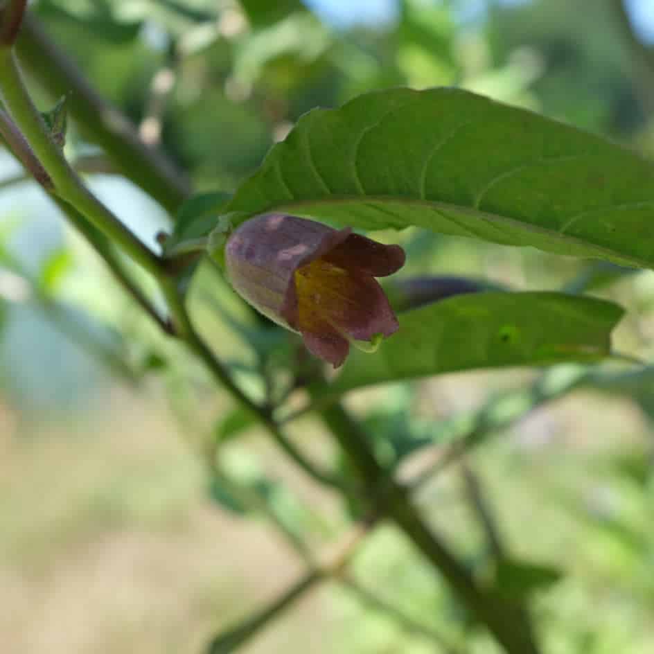 la-bo-te-graines-belladone-atropa-bio-graines-fleurs image 5