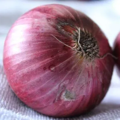la-bo-te-graines-oignon-robelja-bio-graines-rouge-doux-salade image 1