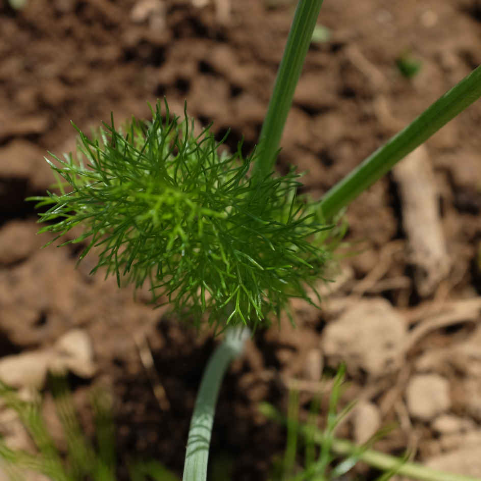 la-bo-te-graines-fenouil-finale-graines-l-gumes-bio image 6