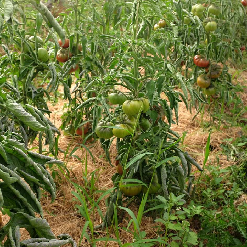 la-bo-te-graines-noire-de-crim-e-tomate-bio-graine-douce-300g image 3