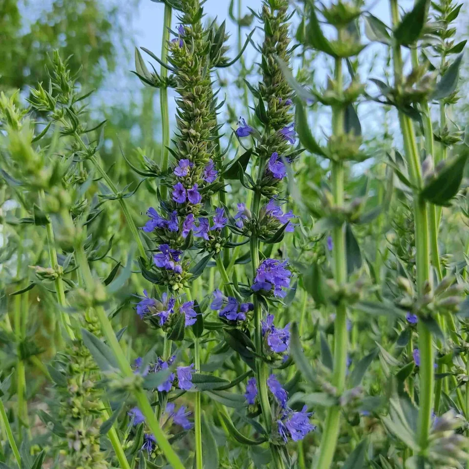 les-semences-de-l-ombelle-hysope-officinale-graines-bio-vivace image 1