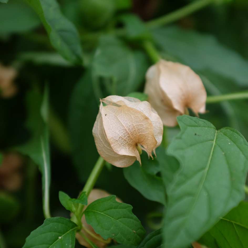 la-bo-te-graines-graines-fleurs-nicandra-physaloides-alba-bio-blanche image 5