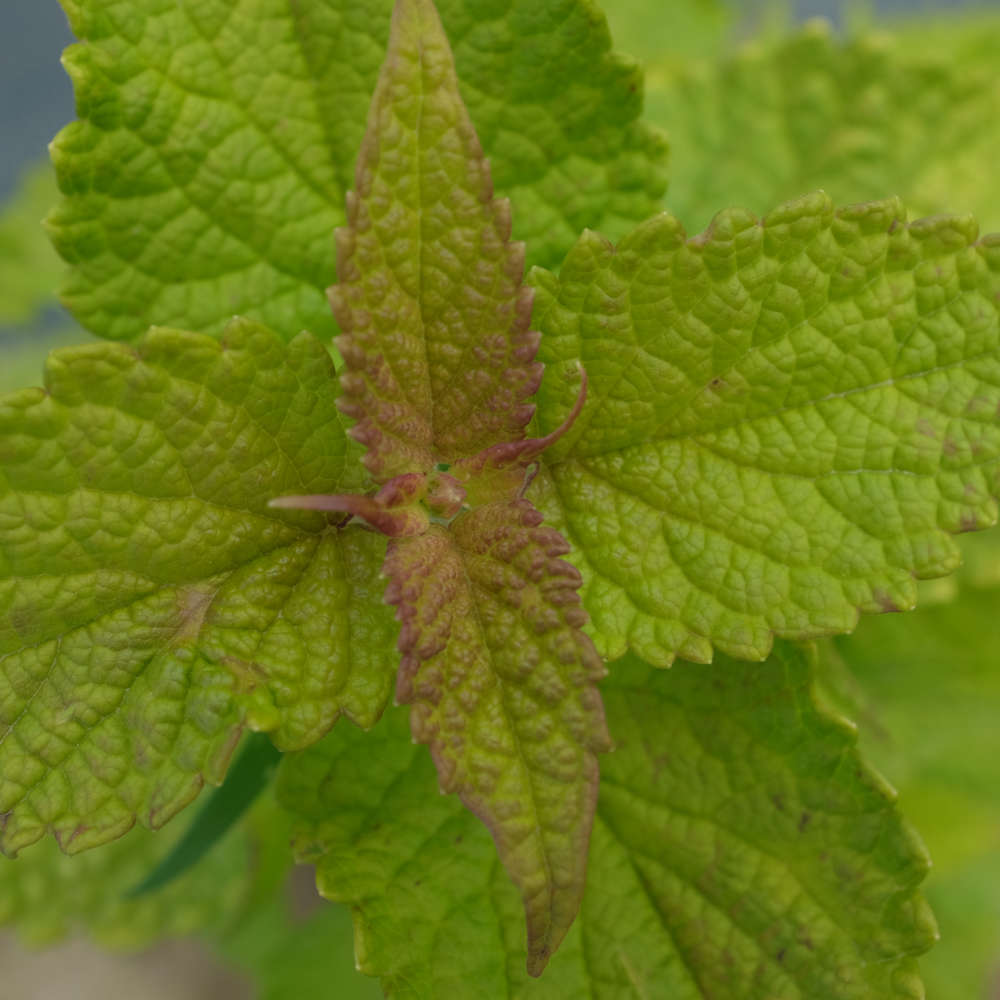 la-bo-te-graines-agastache-golden-jubil-e-graines-bio-r-glisse image 2