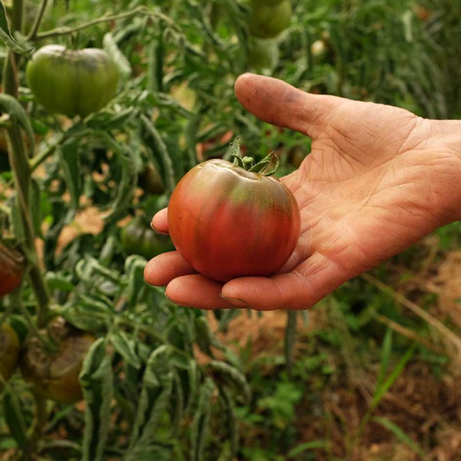 la-bo-te-graines-noire-de-crim-e-tomate-bio-graine-douce-300g image 2