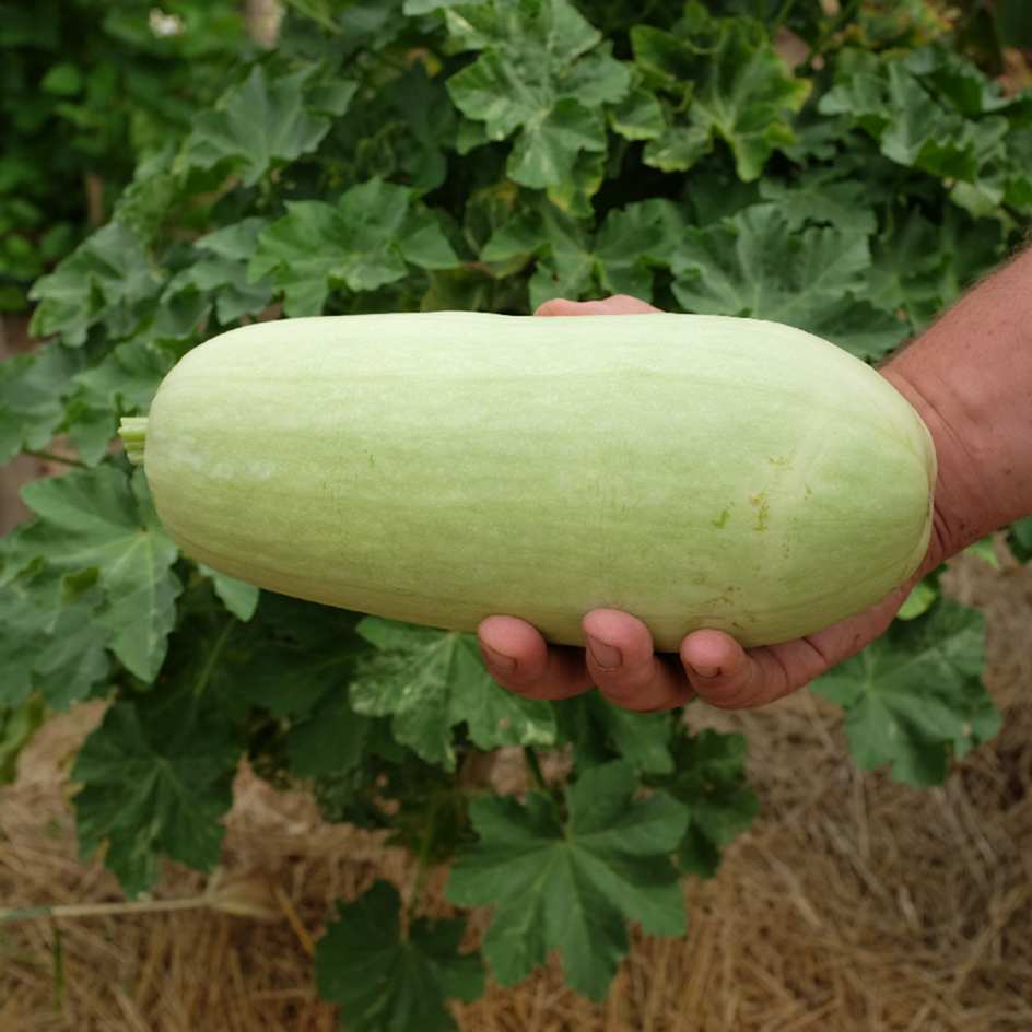 la-bo-te-graines-graines-l-gumes-odessa-courgette-bio-sucr-e image 4