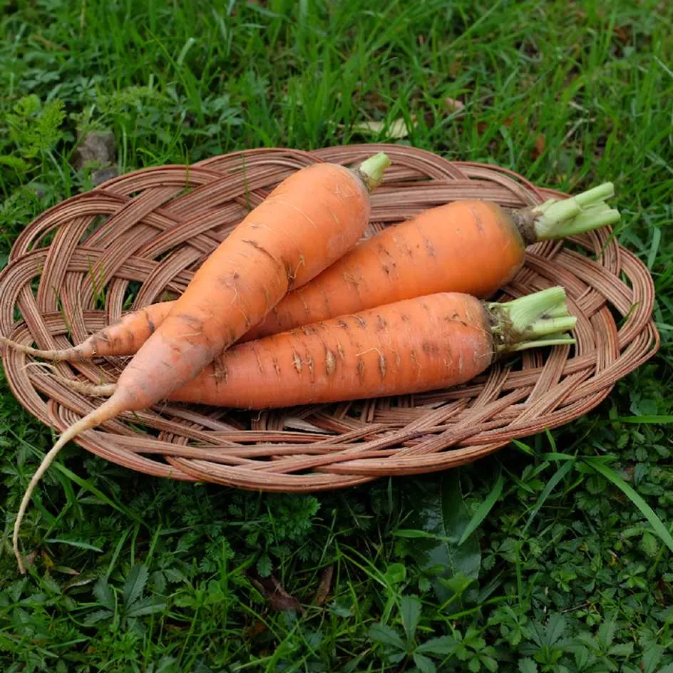 la-bo-te-graines-carotte-berlicum-bio-graines-l-gumes image 1