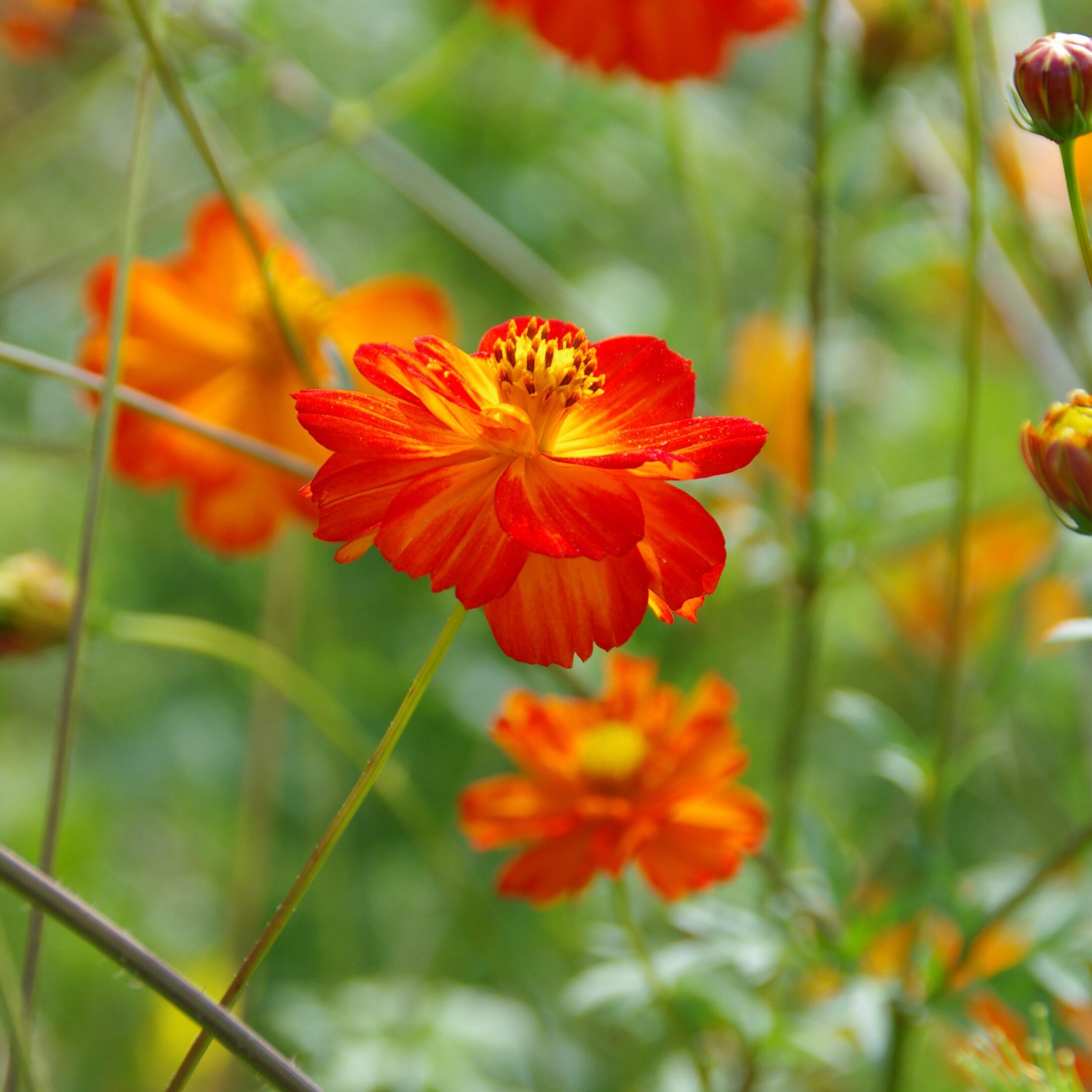 les-semences-de-l-ombelle-cosmos-red-junny-graines-bio image 3