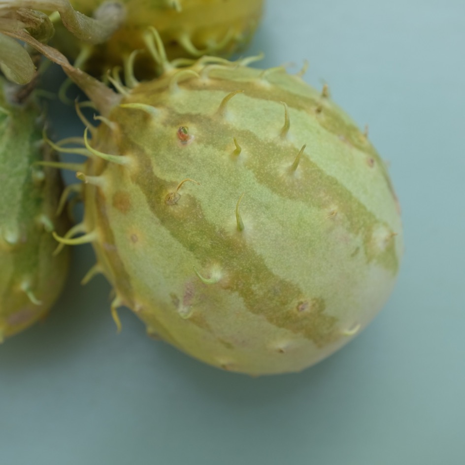 la-bo-te-graines-cucumis-zambianus-graines-bio-concombre image 2