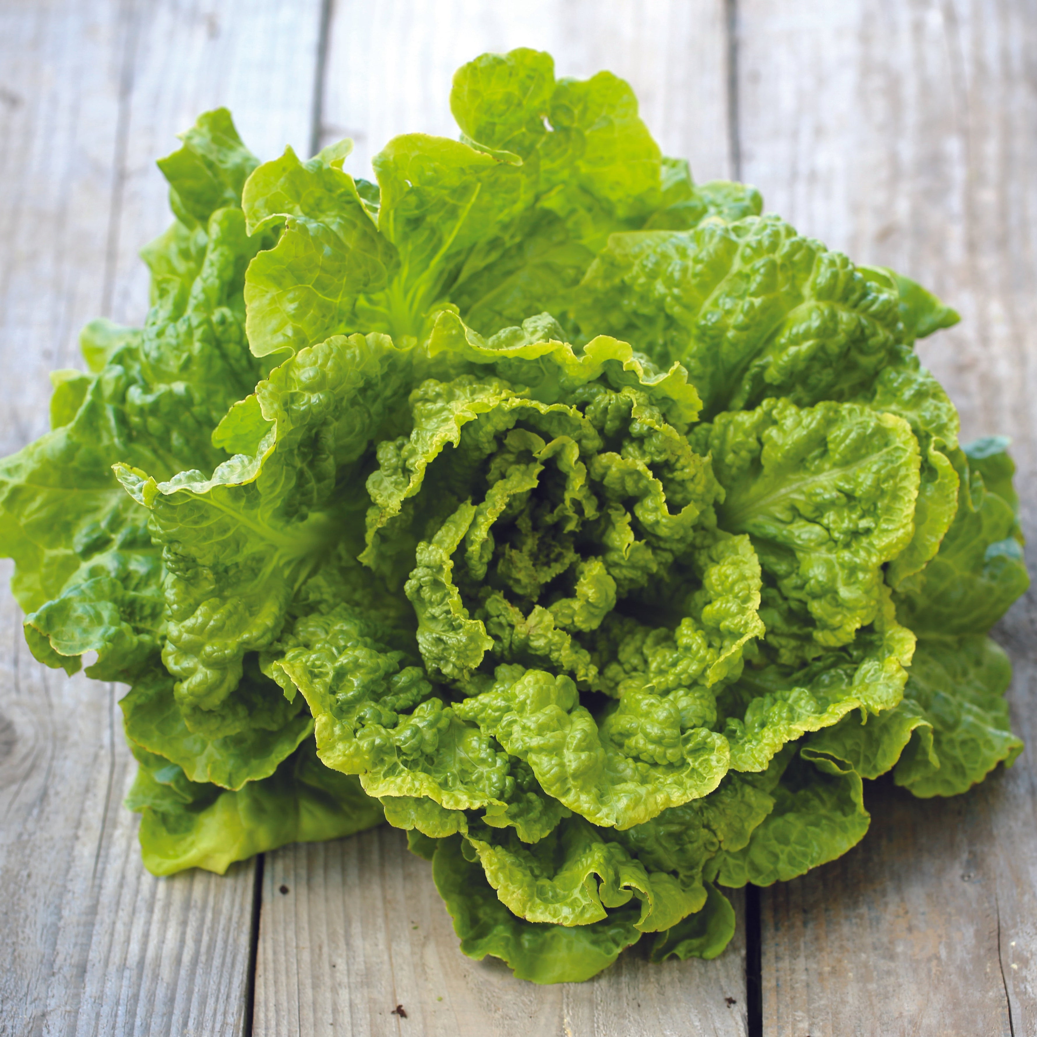 ferme-de-sainte-marthe-laitue-batavia-blonde-de-paris-graines-bio-croquante image 1