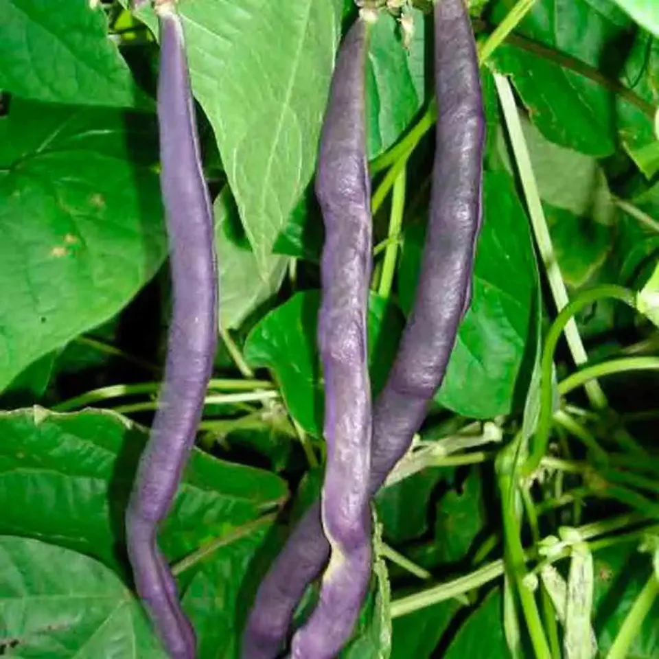 ferme-de-sainte-marthe-haricot-blauhilde-graines-bio-rames-violet image 1