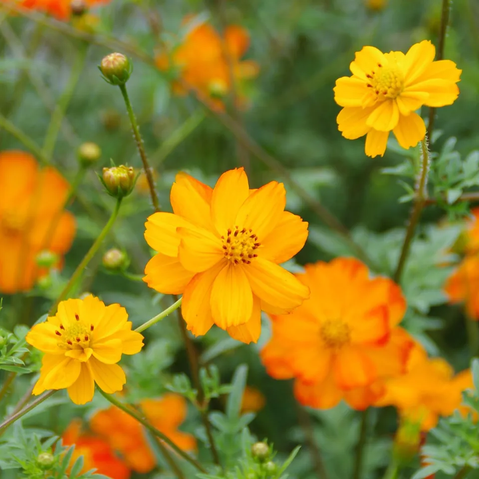 les-semences-de-l-ombelle-cosmos-sulfureux-orange-graines-bio image 1