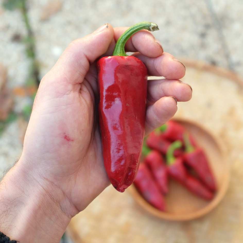 la-bo-te-graines-gorria-graines-piment-espelette-bio image 2