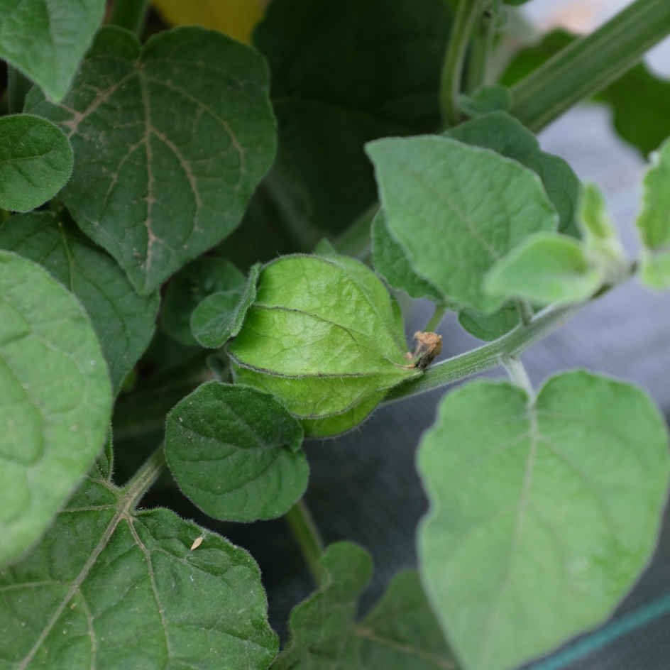 la-bo-te-graines-physalis-peruviana-graines-l-gumes-bio image 6