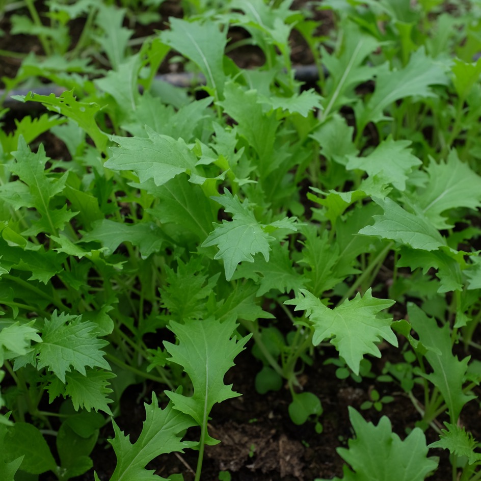 la-bo-te-graines-graines-l-gumes-mizuna-salade-bio-hiver image 2