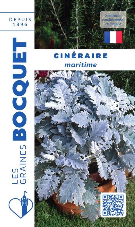 graines-bocquet-cin-raire-maritime-graines-fleurs-0-5-g-argent image 1