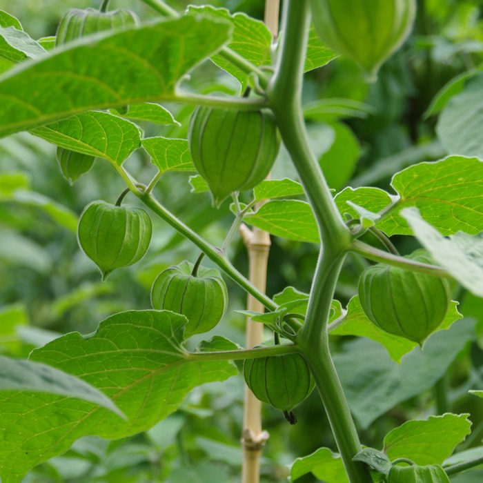 les-semences-de-l-ombelle-physalis-coqueret-graines-bio-fruit image 2