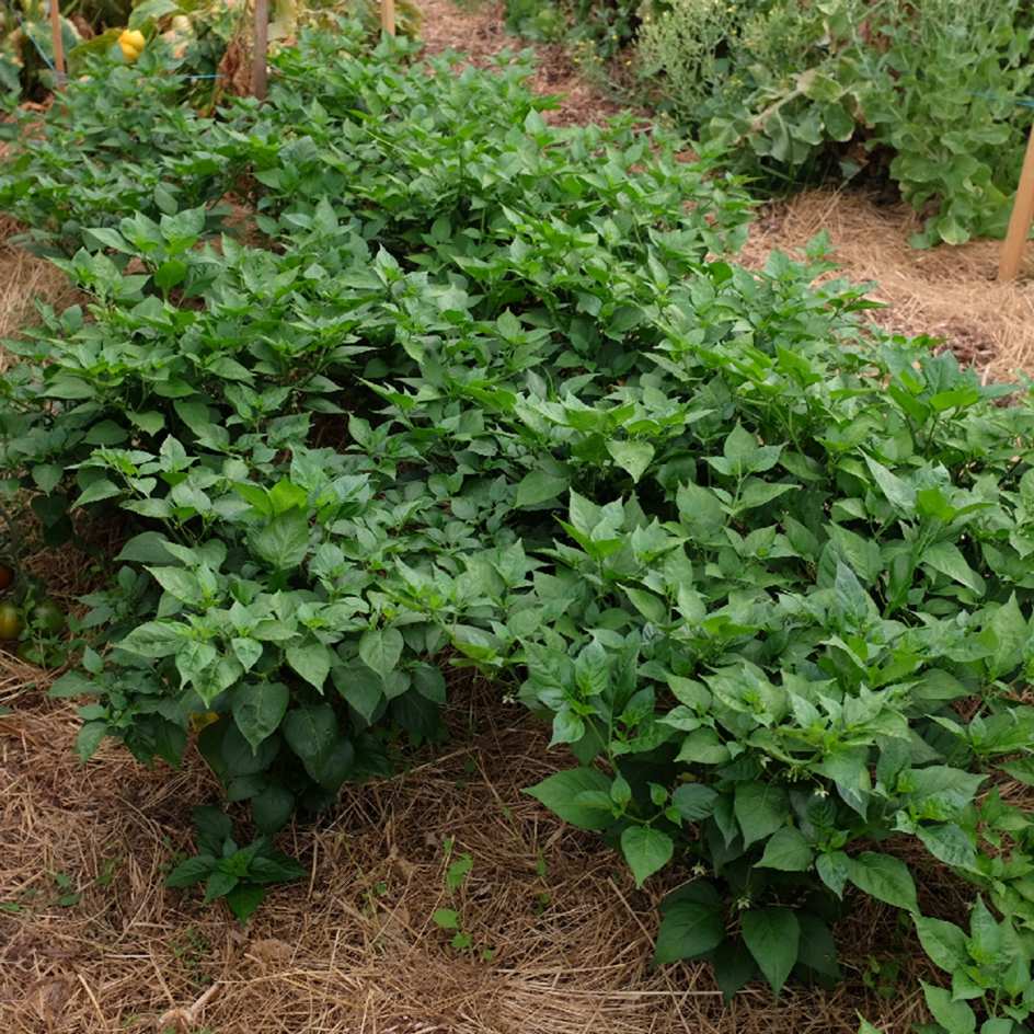 la-bo-te-graines-piment-biquinho-rouge-bio-graines image 2