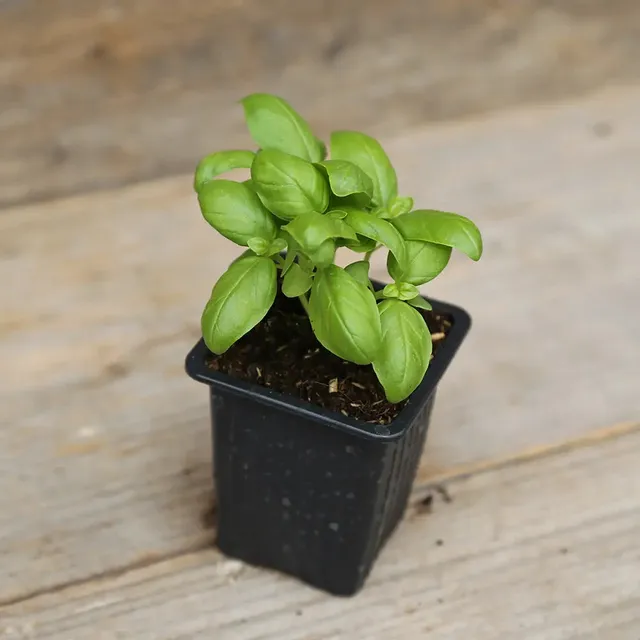 ferme-de-sainte-marthe-basilic-genovese-plant-bio image 1