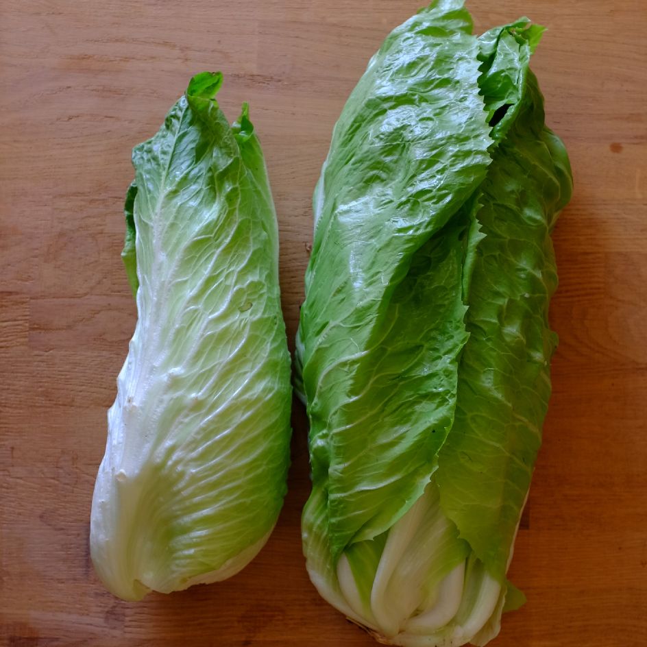 la-bo-te-graines-graines-l-gumes-chicor-e-pain-de-sucre-bio image 1