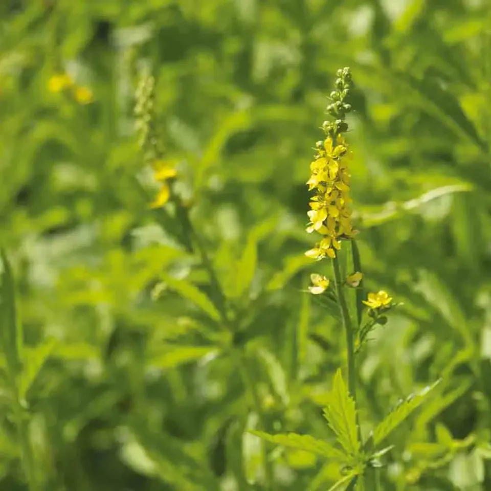 ferme-de-sainte-marthe-aigremoine-graines-fleurs-bio-m-dicinale image 1