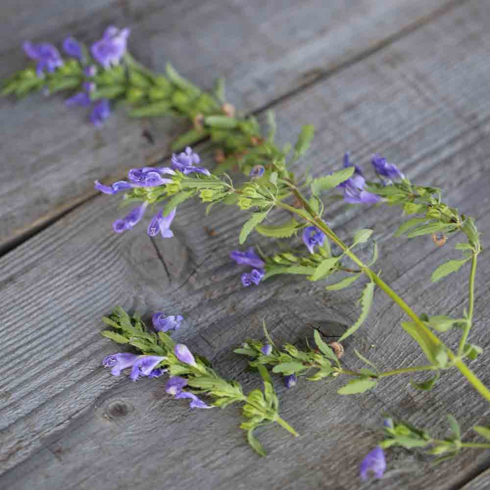 ferme-de-sainte-marthe-th-des-jardins-graines-aromatiques-bio-sachet image 1
