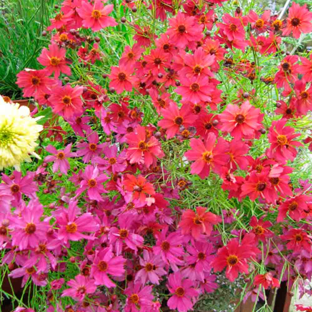 ferme-de-sainte-marthe-coreopsis-ruby-red-graines-fleurs-rouges image 1