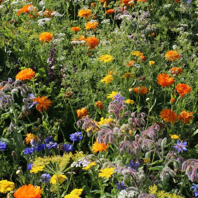 ferme-de-sainte-marthe-m-lange-fleurs-cuisiner-graines-sachet image 1