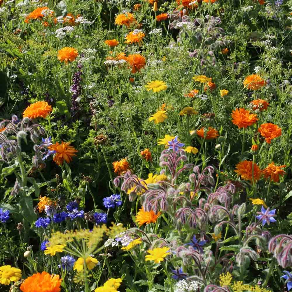 ferme-de-sainte-marthe-m-lange-fleurs-cuisiner-graines-sachet image 1