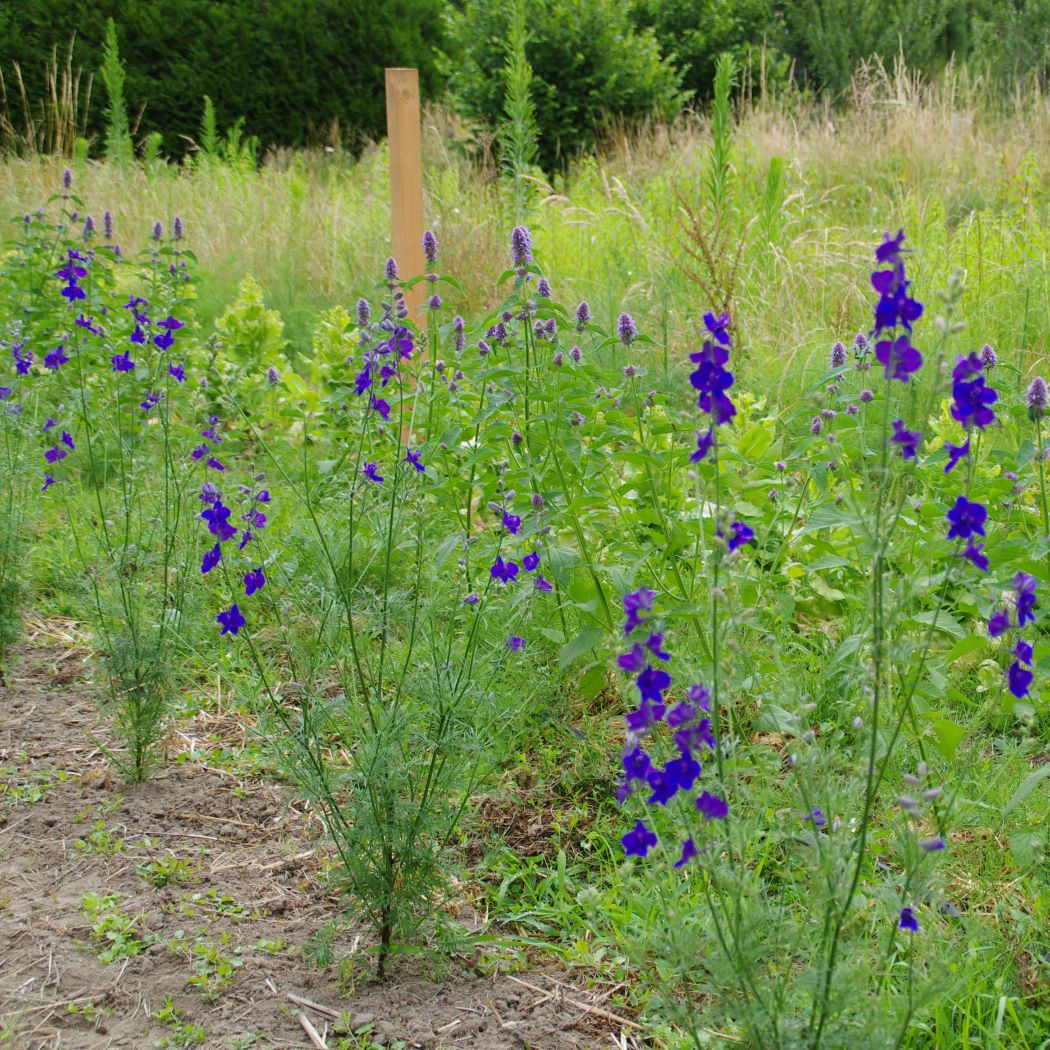 les-semences-de-l-ombelle-pied-d-alouette-bleu-bio-graines-fleurs image 4