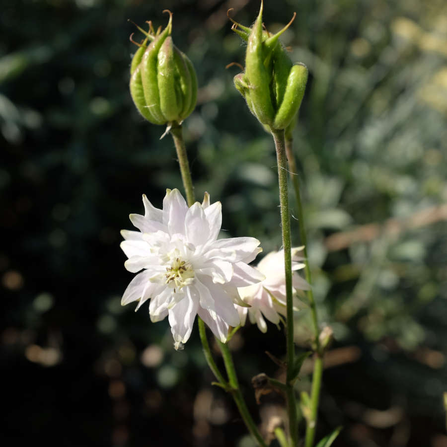 la-bo-te-graines-ancolie-green-apple-graines-fleurs-bio-rustique image 2