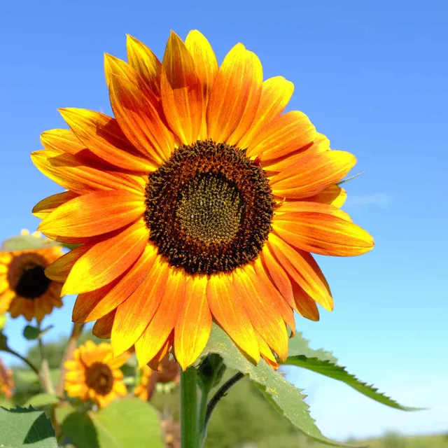 la-bo-te-graines-tournesol-des-jardins-bio-graines-de-fleurs-2-m image 1
