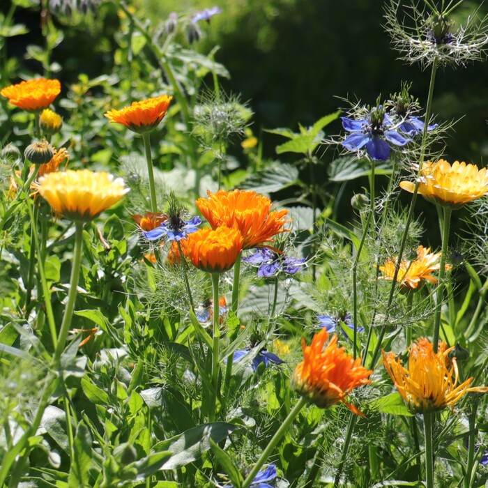 les-semences-de-l-ombelle-souci-officinal-bio-graines-fleurs-soleil image 2