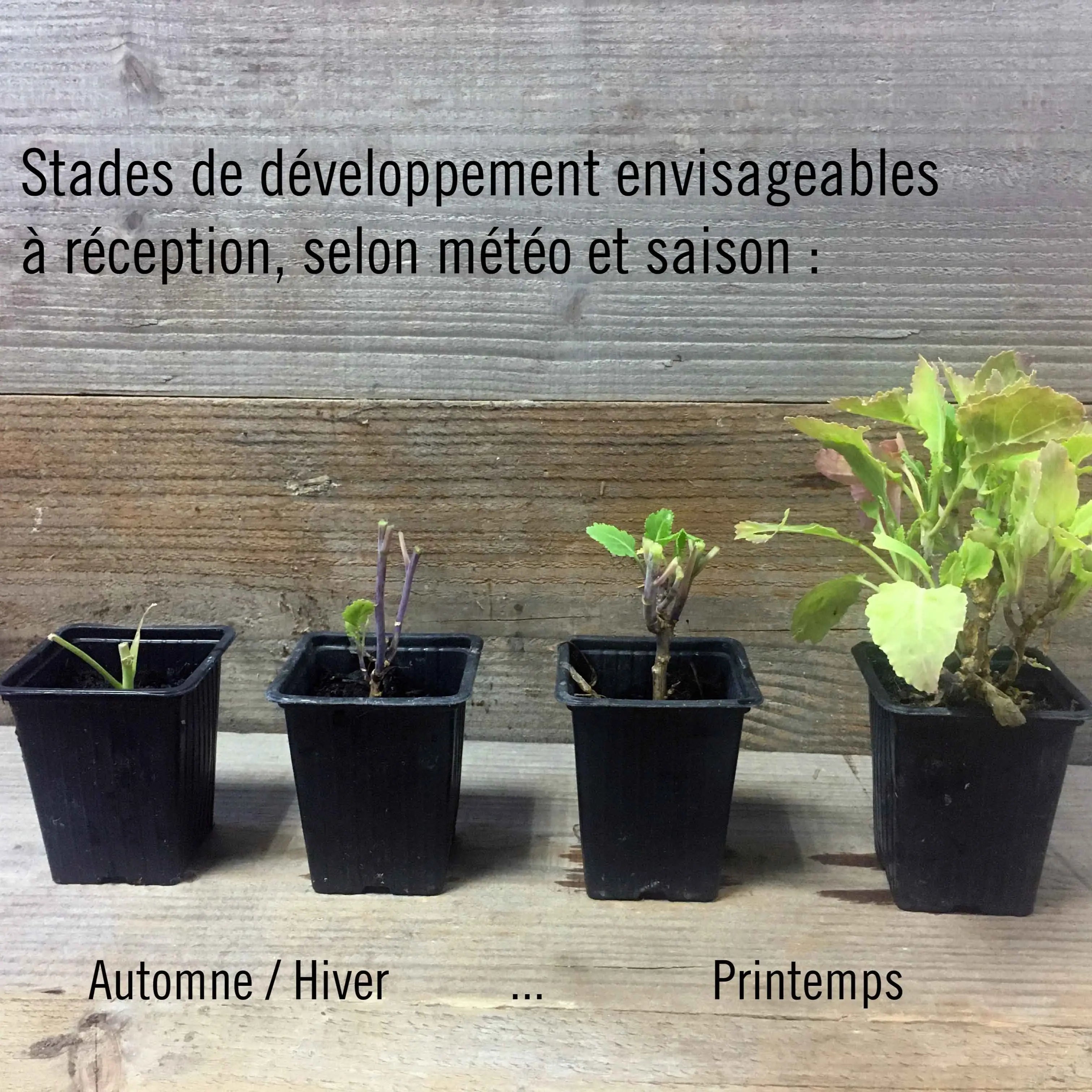 ferme-sainte-marthe-ail-des-ours-plant-bio-vivace-30-cm image 3