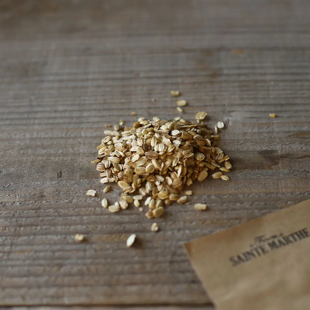 ferme-de-sainte-marthe-ang-lique-officinale-graines-bio image 2