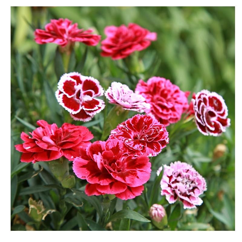 graines-bocquet-oeillet-mignardise-graines-fleurs-1-g image 1