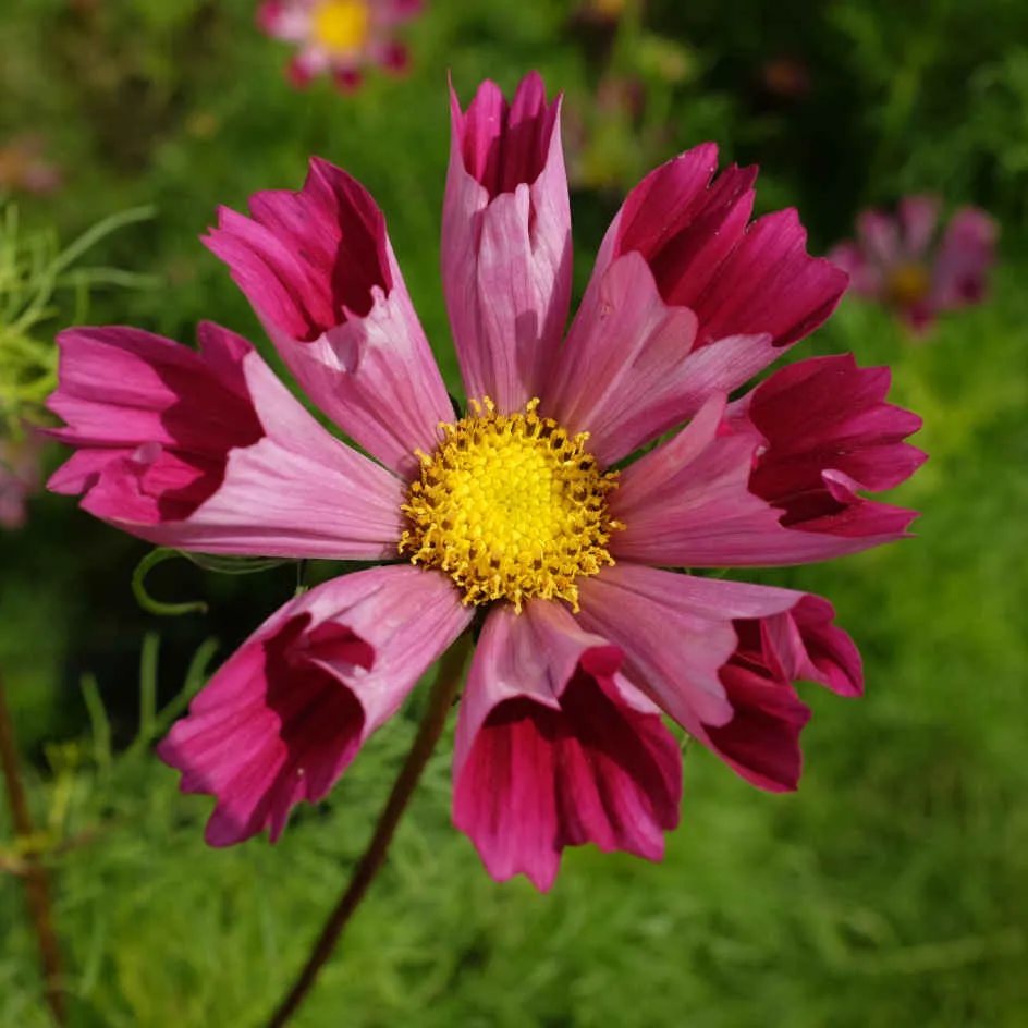la-bo-te-graines-cosmos-piper-red-graines-fleurs-bio-rose image 1