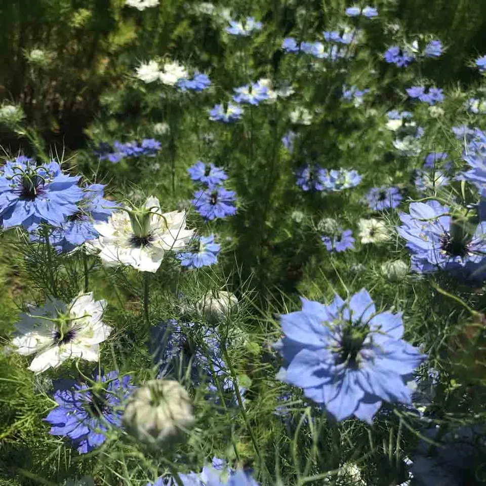 ferme-de-sainte-marthe-nigelle-de-damas-double-graines-fleurs-bio image 1