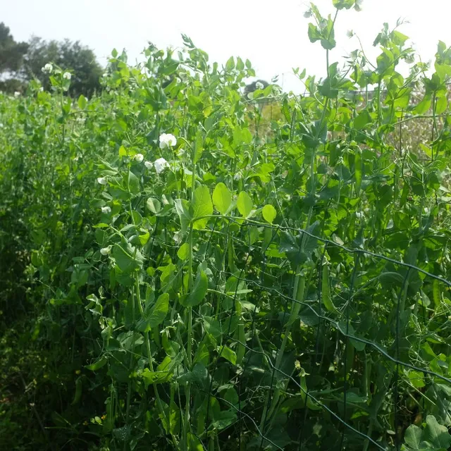 la-bo-te-graines-graines-l-gumes-serpette-guilloteaux-graines-pois-bio image 1